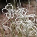 New Mexico Feathergrass - Photo (c) ktcage, some rights reserved (CC BY-NC)