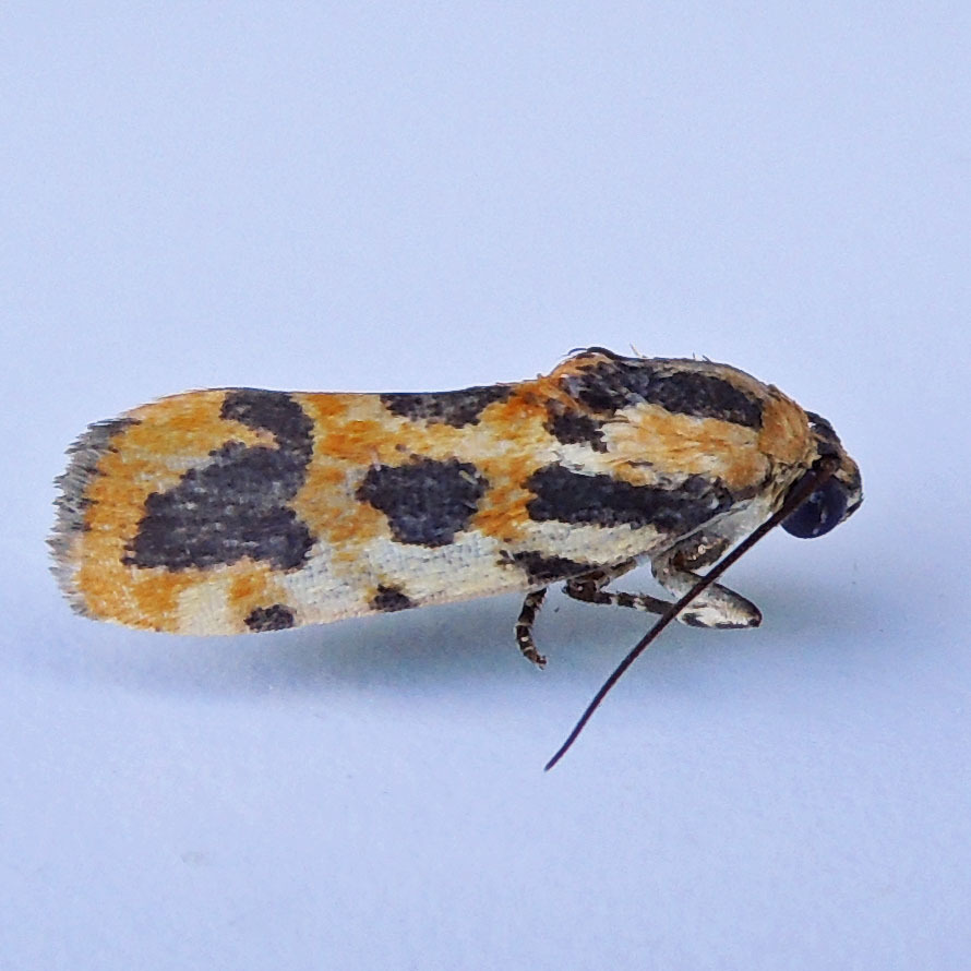 Common Spragueia Moth