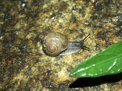 Acusta