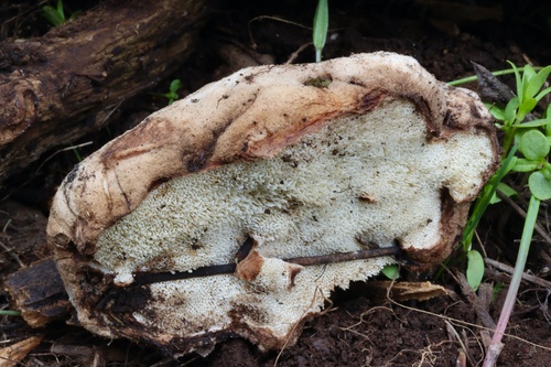 Spongiporus leucospongia