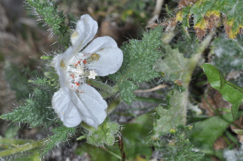 Caiophora clavata (Caiophora clavata)