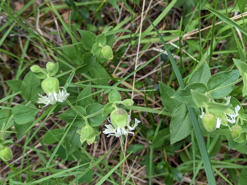 Image of Silene greenei by (c) David Anderson, some rights reserved (CC BY)