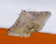 Lepidoptera