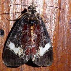 Sarbanissa catacoloides