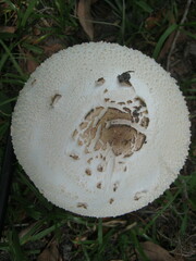 Chlorophyllum molybdites image