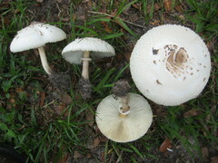 Chlorophyllum molybdites image