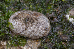 Phyllophorella spiculata