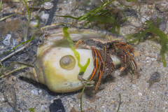 Desmaulus extinctorium