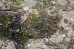 Chaetodermis penicilligerus