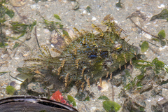 Chaetodermis penicilligerus