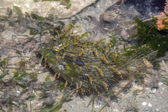 Chaetodermis penicilligerus