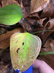 Marmara smilacisella