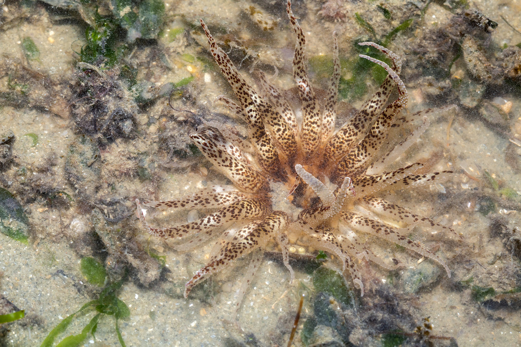 Macrodactyla aspera