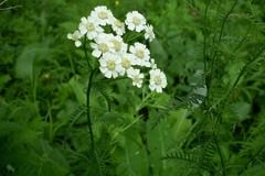 Achillea impatiens