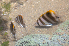 Parachaetodon ocellatus
