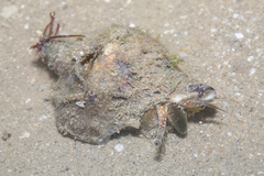 Laevistrombus canarium