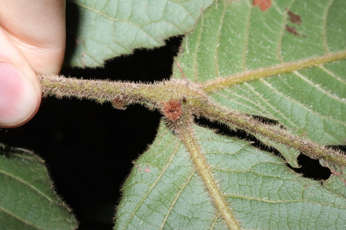 Image of Davidsonia pruriens by (c) Thomas Mesaglio, some rights reserved (CC BY)
