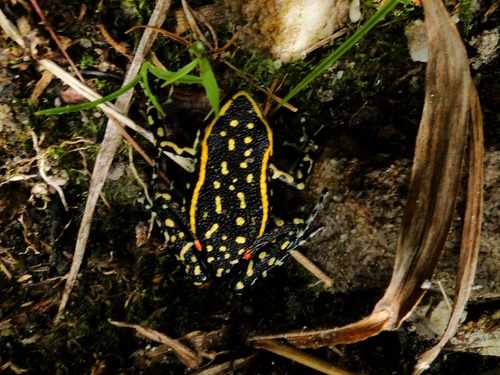 Lutz's Poison Frog, Ameerega flavopicta