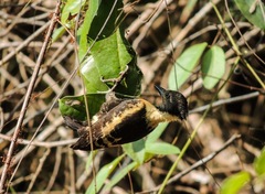 Meiglyptes jugularis