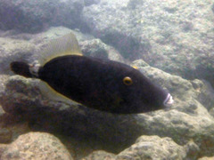 Cantherhines dumerilii