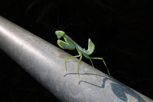 giant rainforest mantis