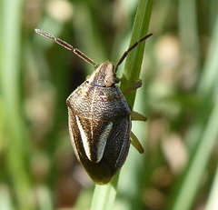 Aeliomorpha