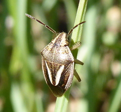 Aeliomorpha