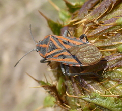 Spilostethus rivularis