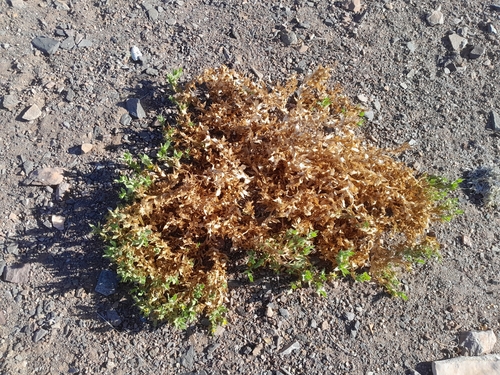 Image of Geigeria spinosa by no rights reserved