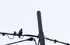 Sturnus vulgaris