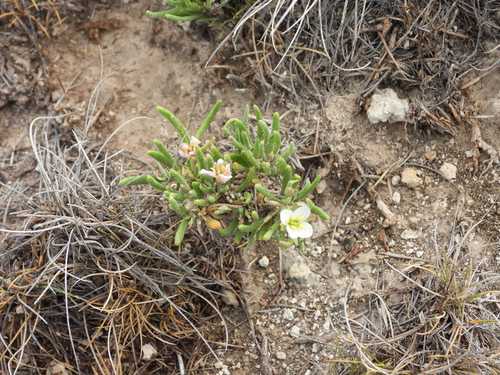 Image of Nerisyrenia linearifolia by (c) Aarón Sandoval, some rights reserved (CC BY-SA)
