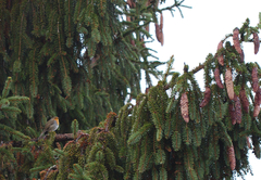 Erithacus rubecula