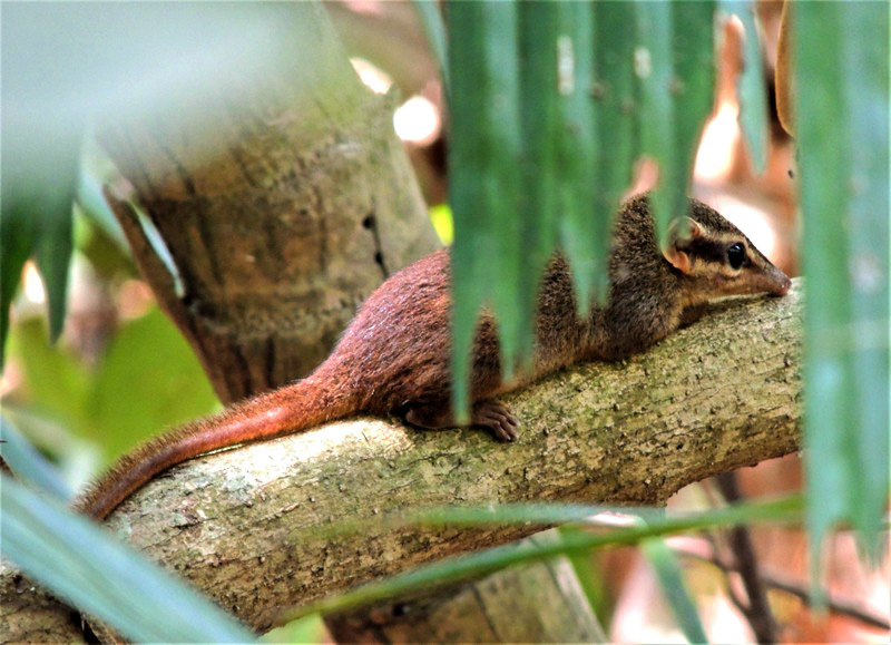 Northern Smooth-Tailed Treeshrew