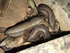 Meghimatium bilineatum