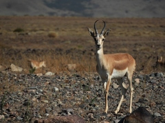 Gazella subgutturosa