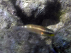 Stethojulis balteata