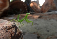 Hierodula tenuidentata