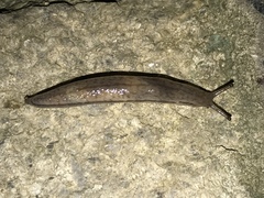 Meghimatium bilineatum