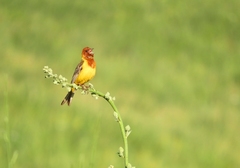 Emberiza bruniceps