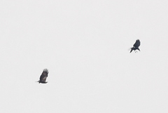 Corvus macrorhynchos