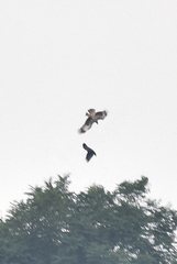 Corvus macrorhynchos