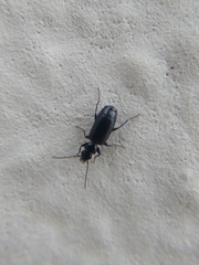 Microlestes minutulus