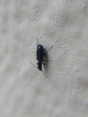 Microlestes minutulus