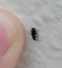 Microlestes minutulus