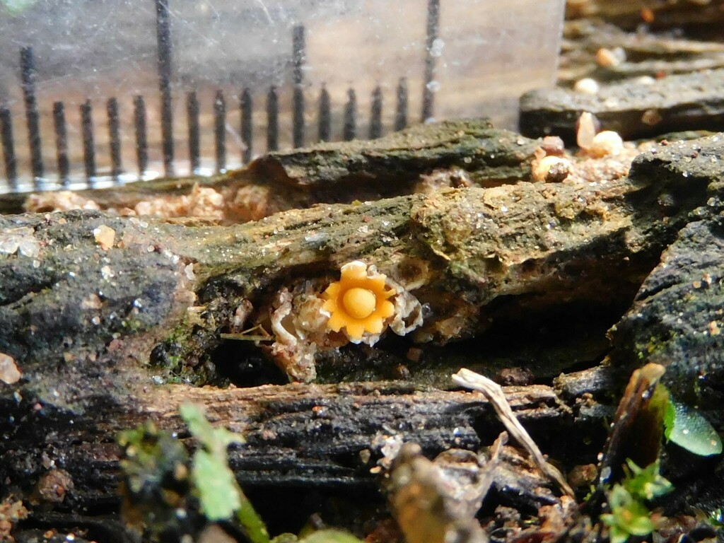 Sphaerobolus stellatus · May 2023 · photo: © ana_ads (iNaturalist, cc-by)