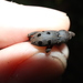 Poropterus fasciculatus - Photo (c) Thomas Mesaglio,  זכויות יוצרים חלקיות (CC BY), הועלה על ידי Thomas Mesaglio