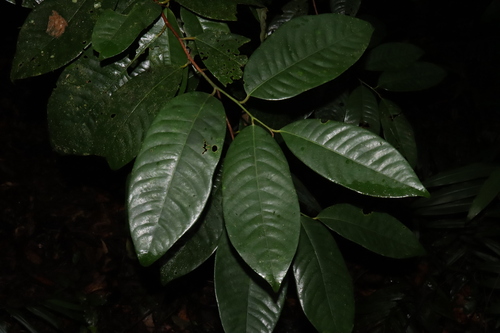 Myristica globosa (Myristica globosa)