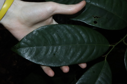 Image of Myristica globosa by (c) Thomas Mesaglio, some rights reserved (CC BY)