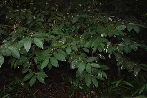 Image of Myristica globosa by (c) Thomas Mesaglio, some rights reserved (CC BY)