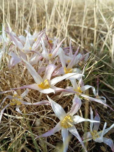 Image of Gethyllis ciliaris by (c) Jacques van der Merwe, some rights reserved (CC BY-SA)